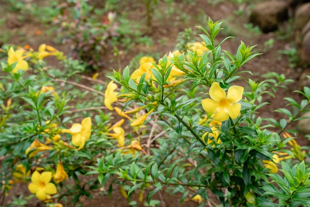 Allamanda cathartica comumente chamado de trompete dourado trompete comum e allamanda amarelo