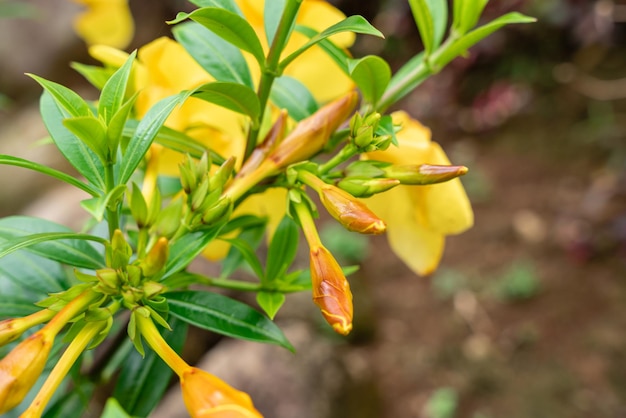 Allamanda cathartica comumente chamado de trompete dourado trompete comum e allamanda amarelo