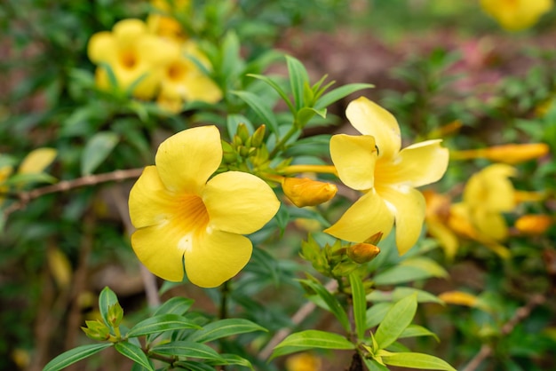 Allamanda cathartica comumente chamado de trompete dourado trompete comum e allamanda amarelo