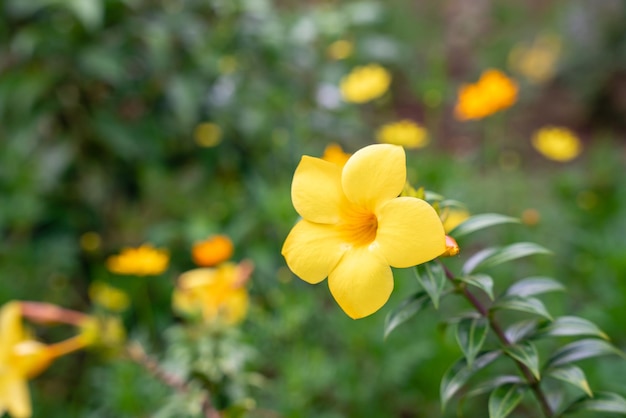 Allamanda cathartica comúnmente llamada trompeta dorada trompeta común y allamanda amarilla