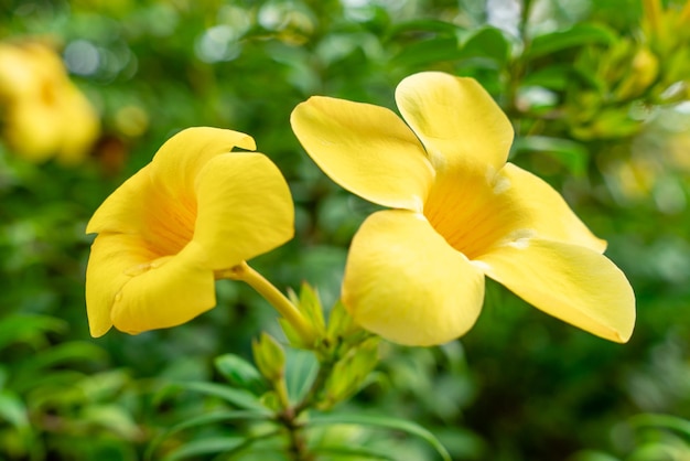 Allamanda cathartica comúnmente llamada trompeta dorada trumpetvine común y allamanda amarilla