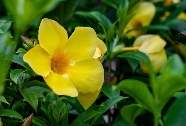 Allamanda cathartica oder gelbe Trompetenblume hautnah im Garten mit Kopierraum