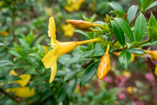 Allamanda cathartica wird allgemein als goldene Trompete, gemeine Trompete und gelbe Allamanda bezeichnet