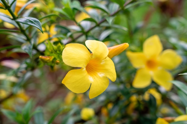 Allamanda cathartica wird allgemein als goldene Trompete, gemeine Trompete und gelbe Allamanda bezeichnet