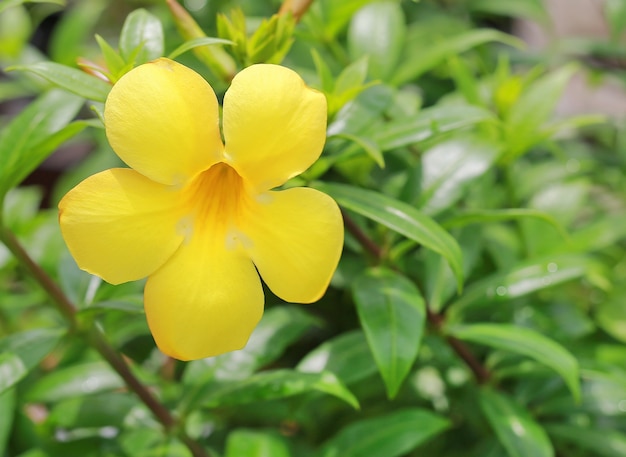 Allamanda Flores no jardim