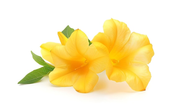 Allamanda o trompeta dorada hermosa flor amarilla aislada sobre un fondo blanco IA generativa