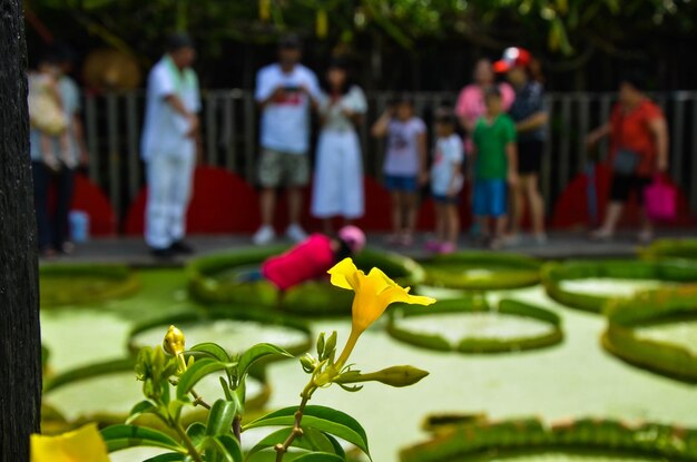 Allamanda schottii junto al estanque de nenúfares de Santa Cruz