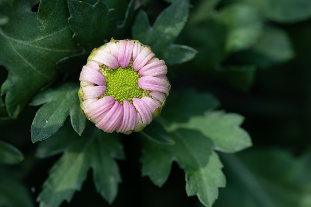 Alle Arten von Chrysanthemen sind im Park;