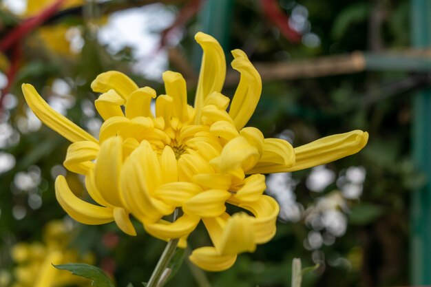 Alle Arten von gelben Chrysanthemen blühen