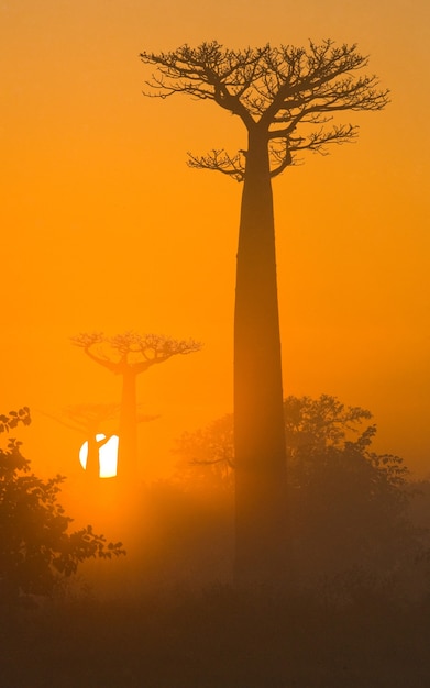 Allee der Affenbrotbäume im Morgengrauen im Nebel in Madagaskar
