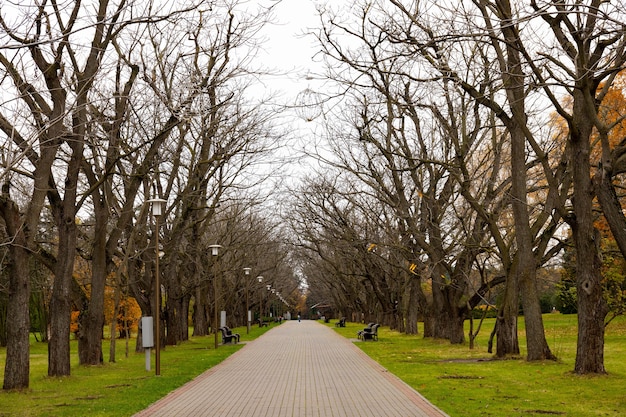 Allee der Bäume ohne Blätter im herbstlichen Stadtpark, Bänke. November.