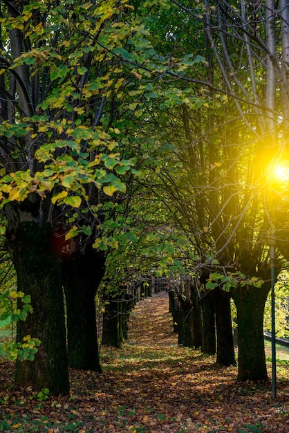 Foto allee gesäumt von bunten blättern