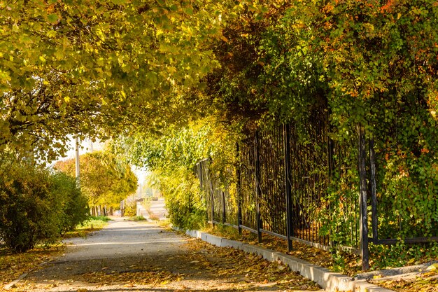 Allee mit Ahornbäumen in einem Stadtpark im Herbst