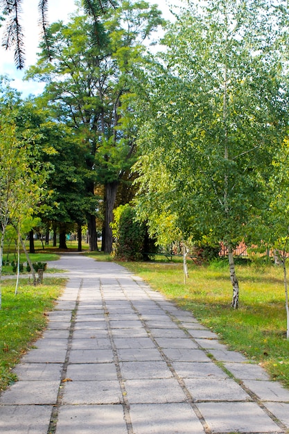 Allee mit jungen Birken in einem Park