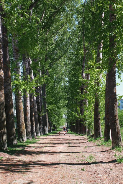 Allee von Pappeln mit blühenden Blättern mitten im Frühling