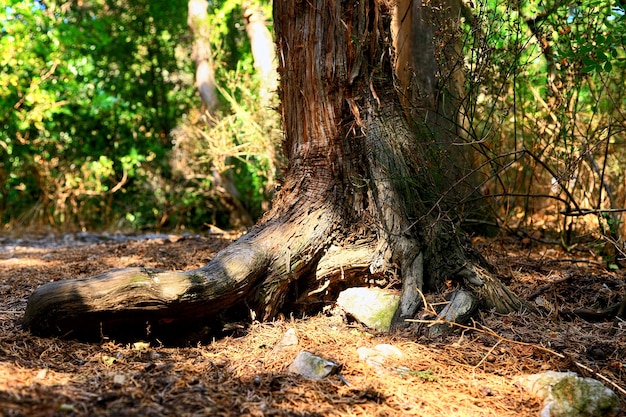 Allein alter Kiefernbaum. Krim, Ukraine