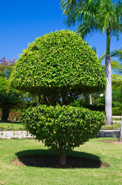 Allein Baum auf dem grünen Garten