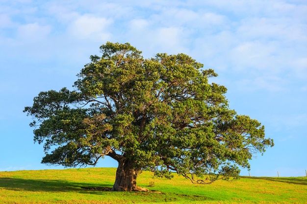 Allein Baum im grünen Feld