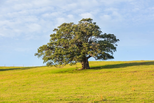 Allein Baum im grünen Feld