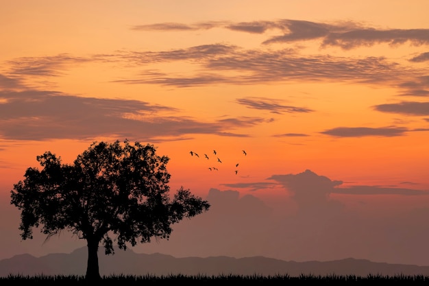 Foto allein baum silhouette sonnenuntergang oder sonnenaufgang.