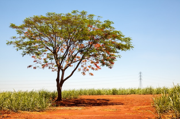 Allein Delonix regia extravaganter roter Blumenbaum auf Landstraße auf Zuckerrohrplantage