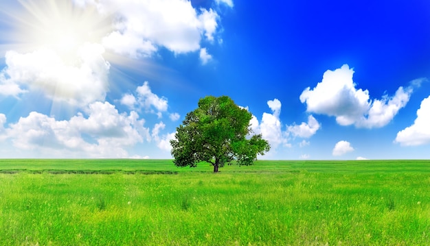 Allein ein großer Baum auf grüner Wiese. Panorama