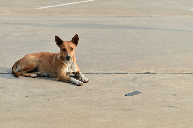 Allein obdachloser Hund beim Parken in der Stadt