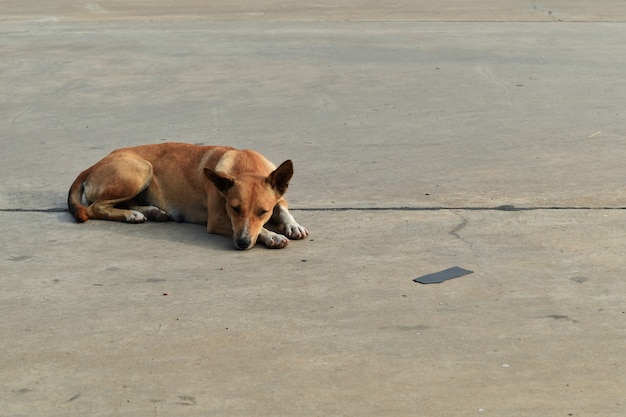 Allein obdachloser Hund legte sich beim Parken in der Stadt nieder