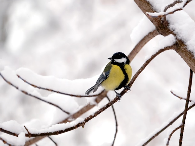 Allein sitzt die Kohlmeise auf einem gefrorenen Ast im verschneiten Winterwald