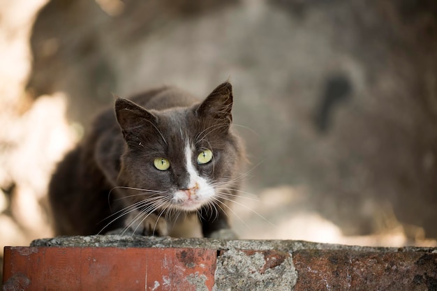 Allein streunende Katze, im Freien. Haustier Tier; streunende Katze.