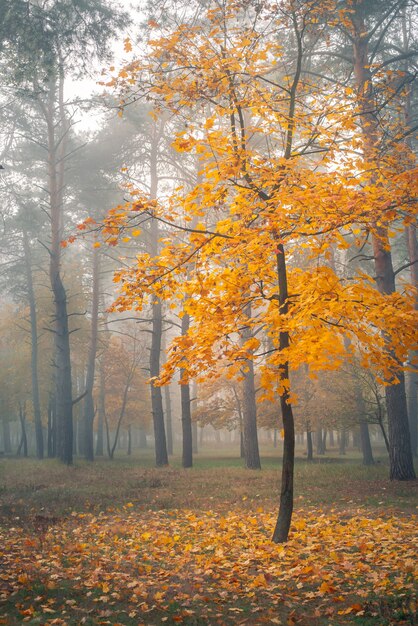 Alleinbaum mit gelben Blättern im Herbstwald