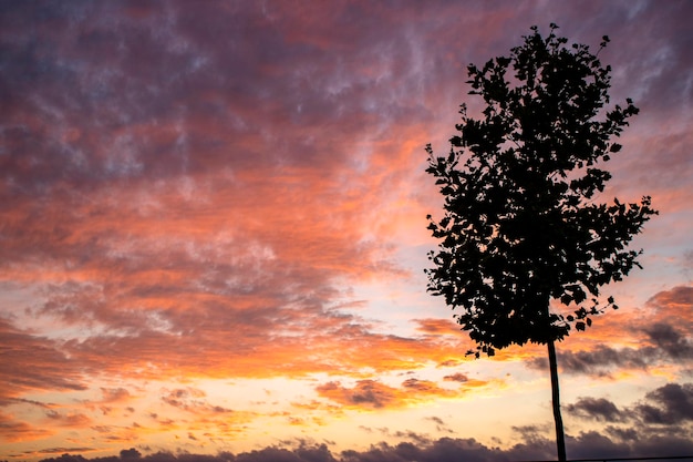 Alleinbaumschattenbildsonnenuntergang, Sonnenuntergang mit alleinigem Baum und einem auffallenden Himmel. Rote Wolken