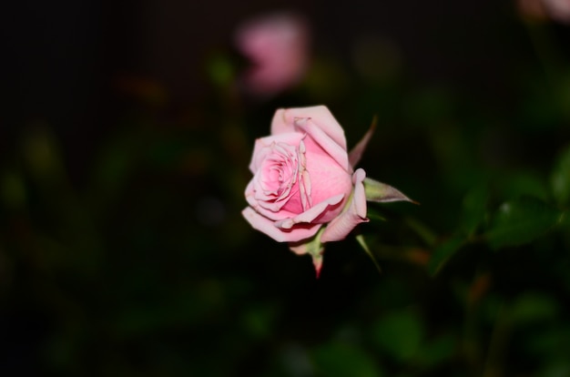 Alleine hellrosa Rose auf einem unfocused schwarzen und dunkelgrünen Hintergrund