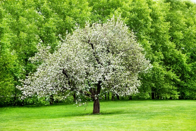 Foto alleiner blühender apfelbaum