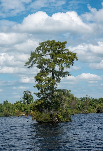 Alleinstehende Bäume im Great Dismal Swamp in Virginia, USA