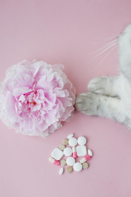 Allergiekonzept Blumenkatze und Pillen Rosa Pfingstrosengraue Katze und verschiedene Pillen auf rosa Hintergrund