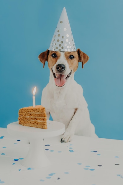 Alles Gute zum ersten Hundegeburtstag Schöner Jack-Russel-Terrier-Hund trägt Partyhut posiert in der Nähe des Tisches mit Stück köstlichem Kuchen und brennender Kerze auf blauem Hintergrund isoliert Haustiere und Urlaubskonzept