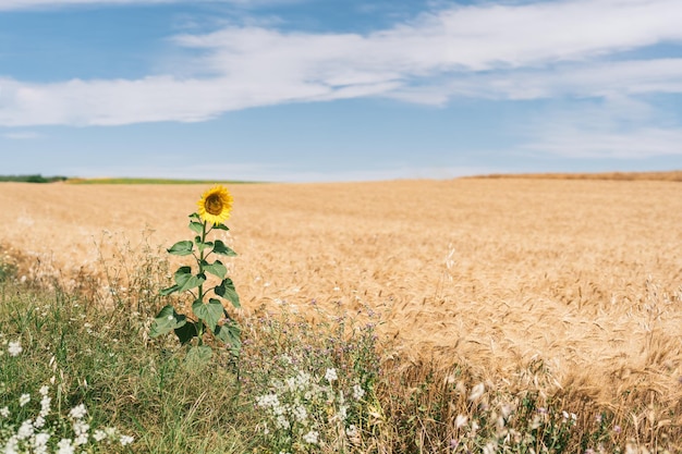 Allgemeine Aufnahme der einzigen Sonnenblume auf dem Feld