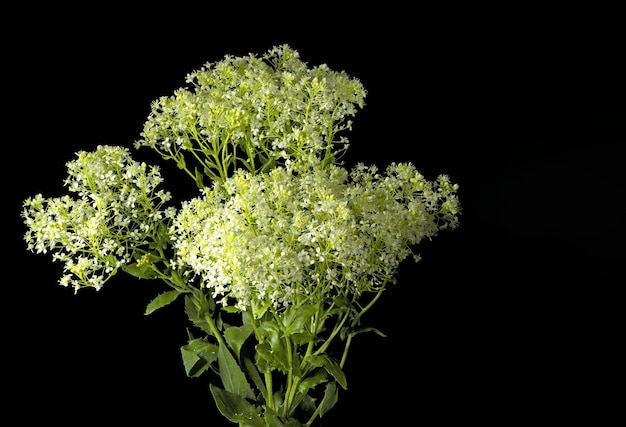 Allgemeine Bezeichnung Weißkopfpflanze wissenschaftlicher Name Lepidium Draba Cardaria draba auf schwarzem Hintergrund