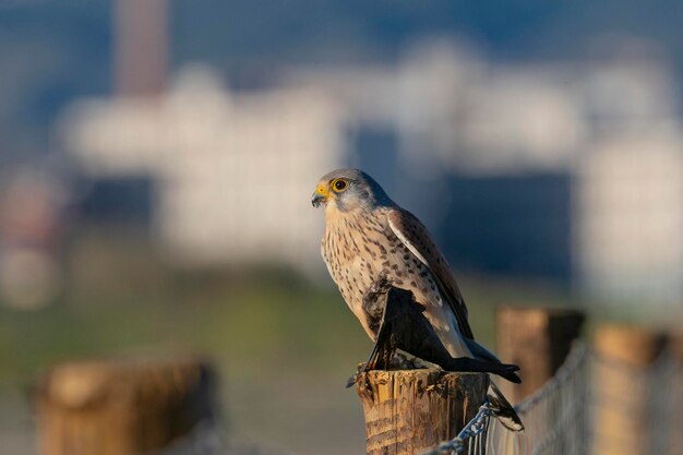 Foto allgemeine kestrel falco tinnunculus granada spanien