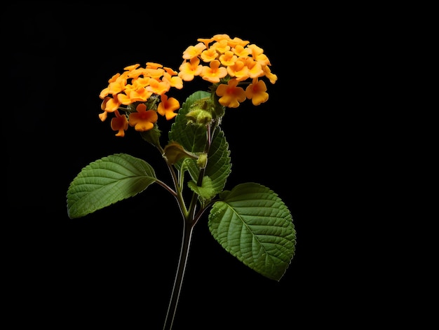 Allgemeine Lantana-Blumen im Studio-Hintergrund-Single Allgemeine Lentana-Bummen Schöne Blumen