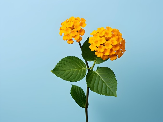 Allgemeine Lantana-Blumen im Studio-Hintergrund-Single Allgemeine Lentana-Bummen Schöne Blumen