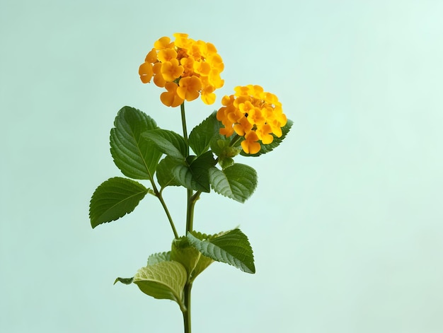 Allgemeine Lantana-Blumen im Studio-Hintergrund-Single Allgemeine Lentana-Bummen Schöne Blumen