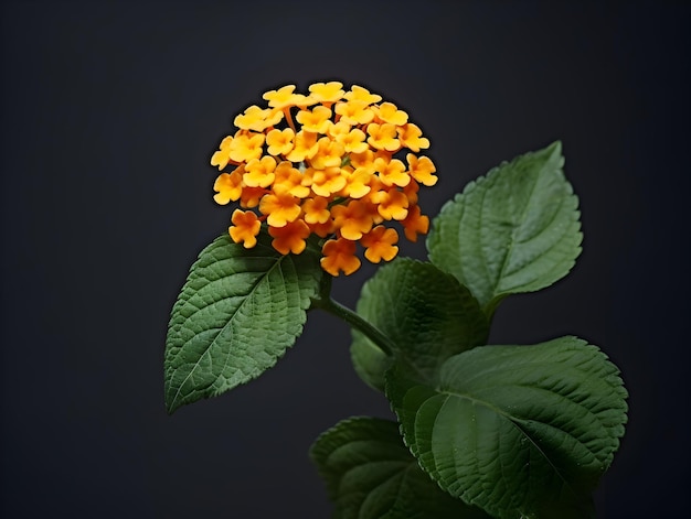 Allgemeine Lantana-Blumen im Studio-Hintergrund-Single Allgemeine Lentana-Bummen Schöne Blumen