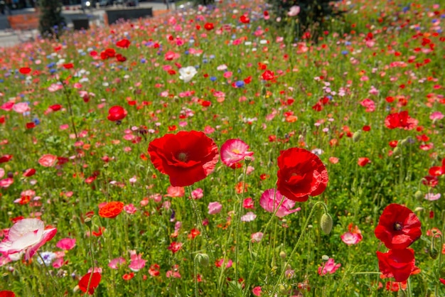 Allgemeiner Garten mit Blüte