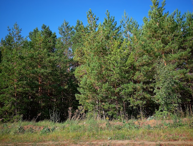 Allgemeiner herbstlicher Waldlandschaftshintergrund