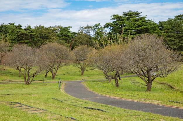 Allgemeiner Park mit grüner Rasenfläche und Baum