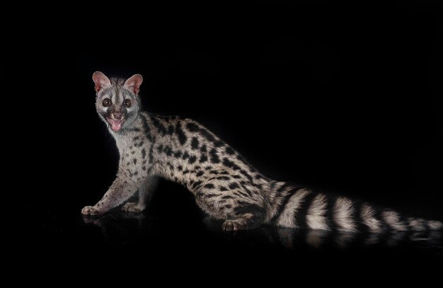 Allgemeines Genet vor weißem Hintergrund