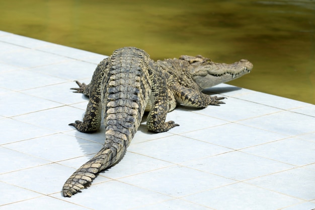 Alligator auf weißem Boden