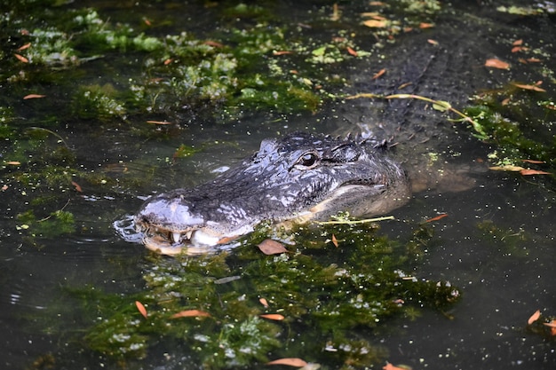 Alligator aus den Sumpfgewässern in Louisiana